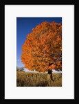 Maple Tree Beside Cornfield by Anonymous