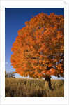 Maple Tree Beside Cornfield by Anonymous