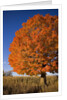 Maple Tree Beside Cornfield by Anonymous