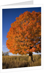 Maple Tree Beside Cornfield by Anonymous