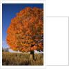Maple Tree Beside Cornfield by Anonymous