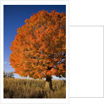 Maple Tree Beside Cornfield by Anonymous