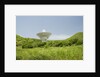 Radio Telescope near Point Udall, St. Croix by Anonymous