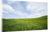 Green Fields of Spring Wheat by Anonymous