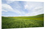 Green Fields of Spring Wheat by Anonymous