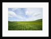 Green Fields of Spring Wheat by Anonymous