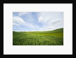 Green Fields of Spring Wheat by Anonymous