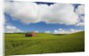 Old Red Barn in Spring Wheat Fields by Anonymous
