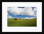 Old Red Barn in Spring Wheat Fields by Anonymous