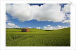 Old Red Barn in Spring Wheat Fields by Anonymous