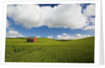 Old Red Barn in Spring Wheat Fields by Anonymous