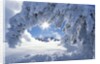 Snowy Landscape in Yellowstone by Anonymous