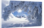Snowy Landscape in Yellowstone by Anonymous