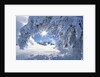 Snowy Landscape in Yellowstone by Anonymous