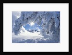 Snowy Landscape in Yellowstone by Anonymous