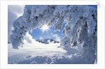 Snowy Landscape in Yellowstone by Anonymous