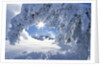 Snowy Landscape in Yellowstone by Anonymous