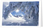 Snowy Landscape in Yellowstone by Anonymous