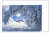 Snowy Landscape in Yellowstone by Anonymous