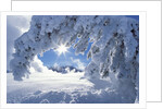 Snowy Landscape in Yellowstone by Anonymous