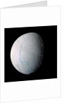 Enceladus by Anonymous