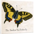 The Swallow Tail Butterfly Illustration by Anonymous