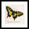 The Swallow Tail Butterfly Illustration by Anonymous