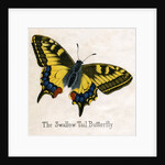 The Swallow Tail Butterfly Illustration by Anonymous