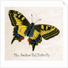 The Swallow Tail Butterfly Illustration by Anonymous