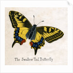 The Swallow Tail Butterfly Illustration by Anonymous