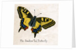 The Swallow Tail Butterfly Illustration by Anonymous