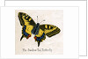 The Swallow Tail Butterfly Illustration by Anonymous