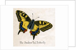 The Swallow Tail Butterfly Illustration by Anonymous