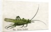 The Green Cricket Illustration by Anonymous
