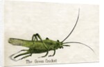 The Green Cricket Illustration by Anonymous