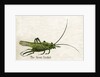 The Green Cricket Illustration by Anonymous