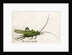 The Green Cricket Illustration by Anonymous