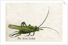 The Green Cricket Illustration by Anonymous