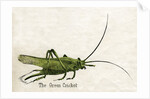 The Green Cricket Illustration by Anonymous