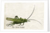 The Green Cricket Illustration by Anonymous