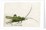 The Green Cricket Illustration by Anonymous