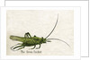 The Green Cricket Illustration by Anonymous