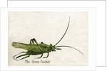 The Green Cricket Illustration by Anonymous