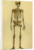 Illustration of Human Skeleton by Anonymous