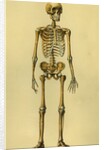 Illustration of Human Skeleton by Anonymous
