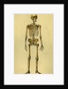 Illustration of Human Skeleton by Anonymous