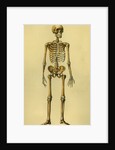 Illustration of Human Skeleton by Anonymous