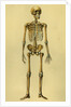 Illustration of Human Skeleton by Anonymous
