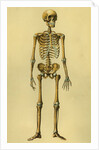 Illustration of Human Skeleton by Anonymous
