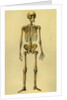 Illustration of Human Skeleton by Anonymous